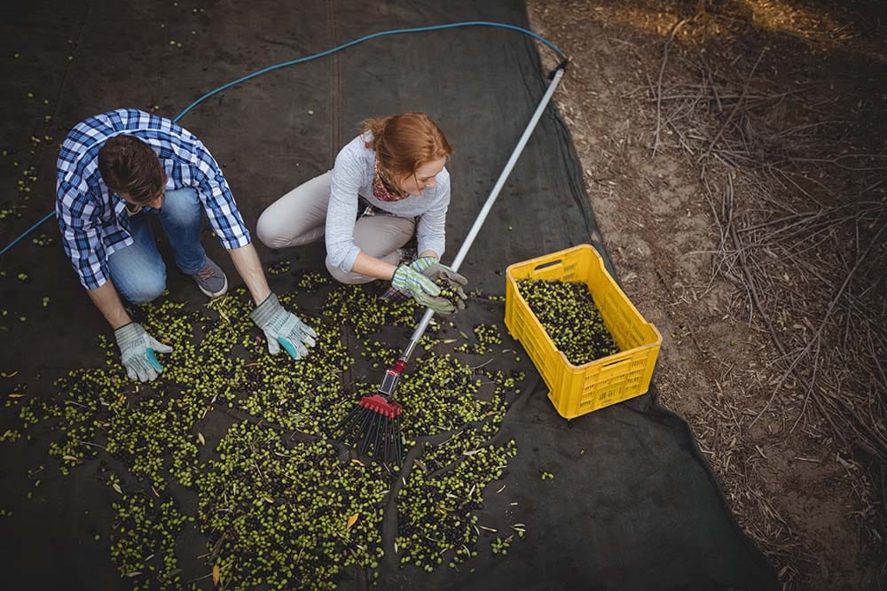 Ποιο ελαιοραβδιστικό να πάρω για τη συγκομιδή της ελιάς; ελαιοραβδιστικό