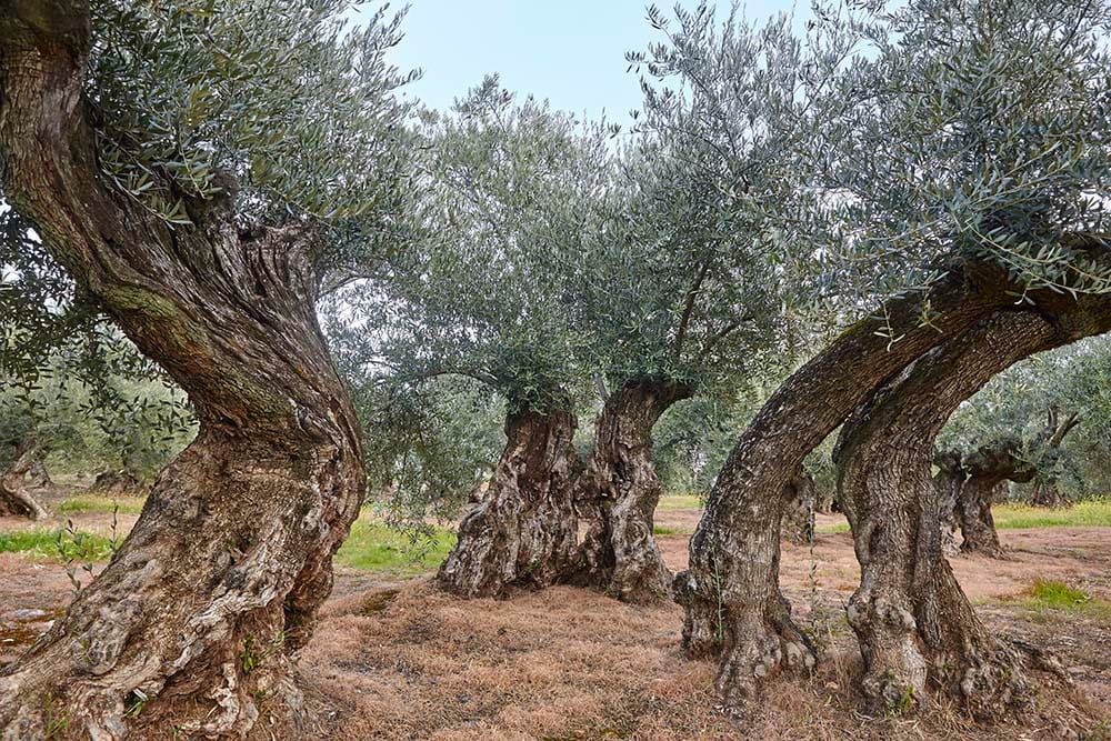 Ποιο ελαιοραβδιστικό να πάρω για τη συγκομιδή της ελιάς; Δέντρα ελιάς έτοιμα για συγκομιδή με ηλεκτρικό ελαιοραβδιστικό