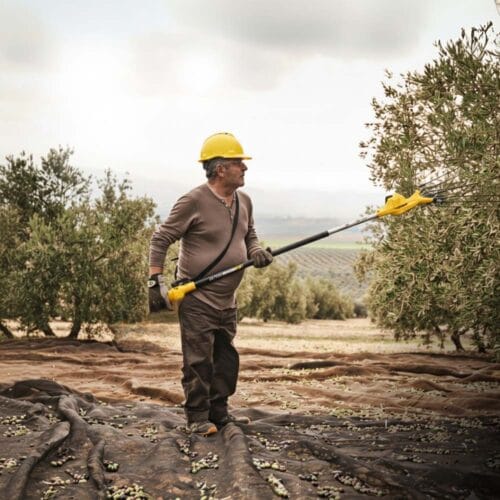 Read more about the article Ποιο ελαιοραβδιστικό να πάρω για τη συγκομιδή της ελιάς;