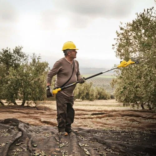 Read more about the article Ποιο ελαιοραβδιστικό να πάρω για τη συγκομιδή της ελιάς;